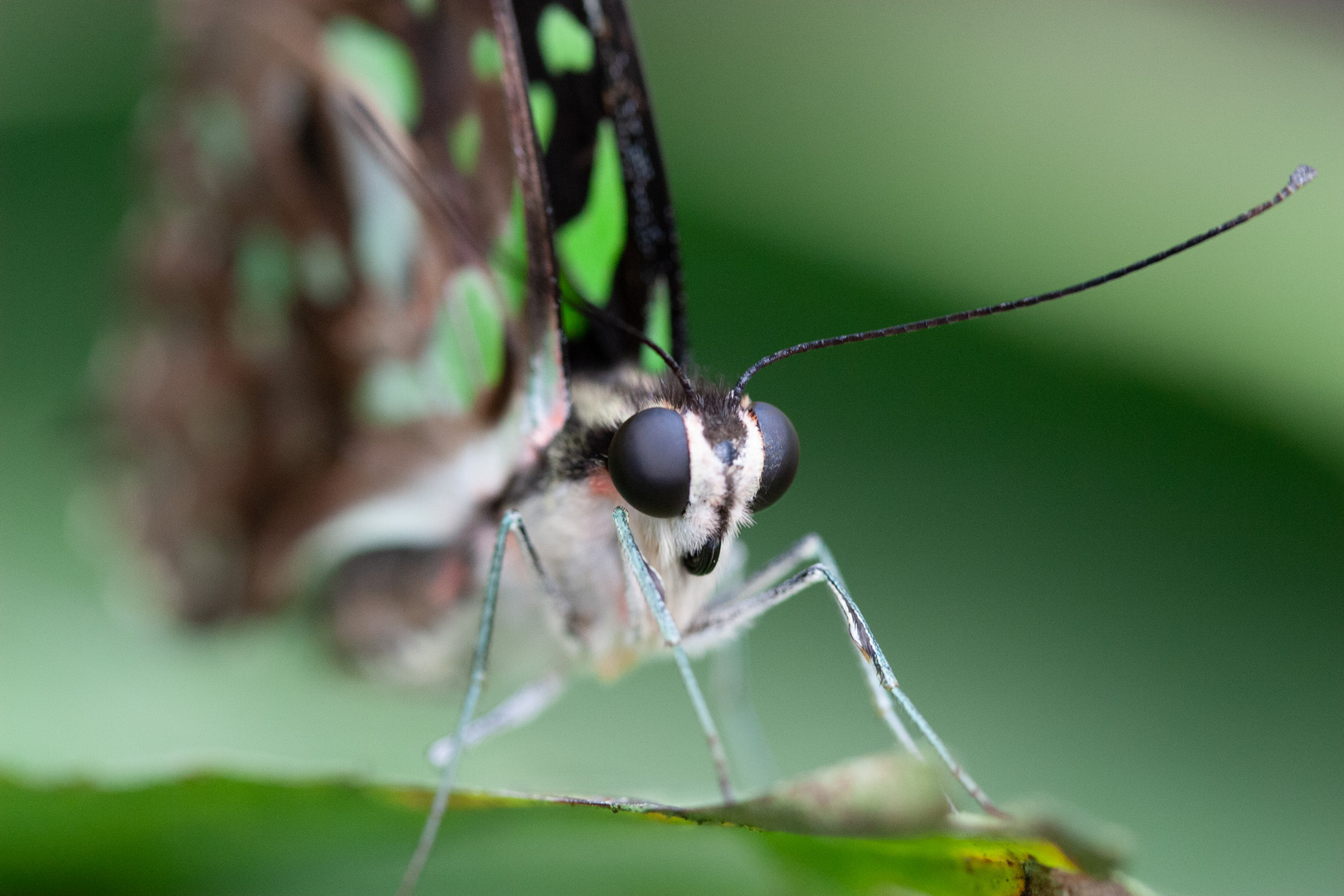 Schmetterling 