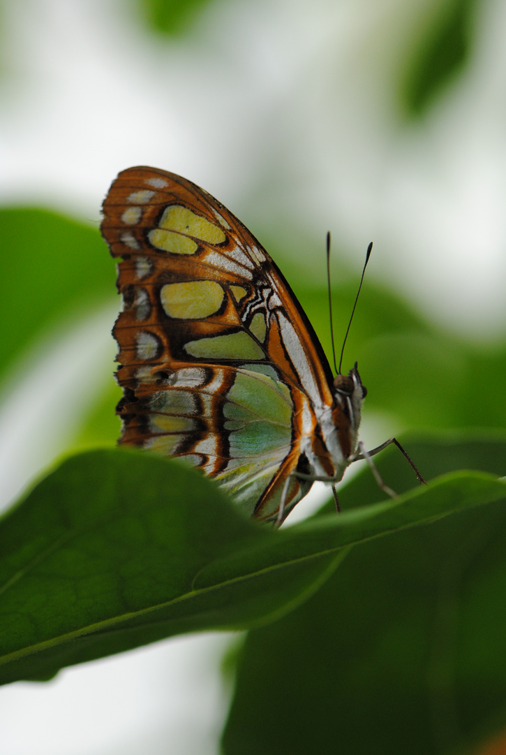 Schmetterling