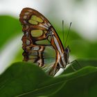 Schmetterling