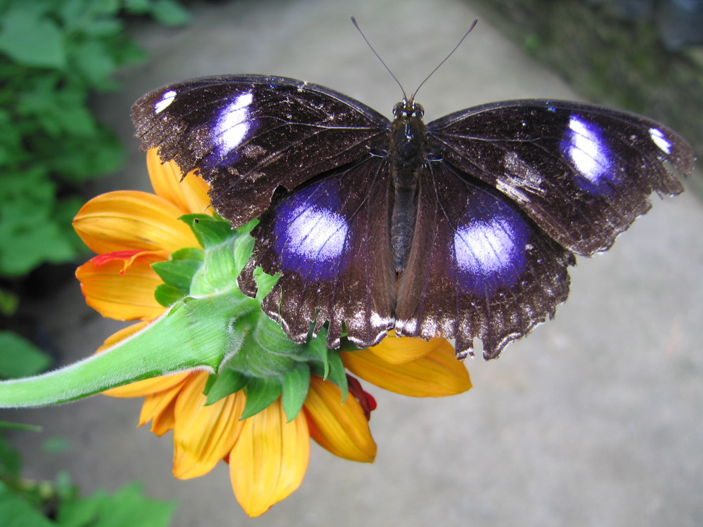 Schmetterling