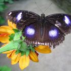 Schmetterling