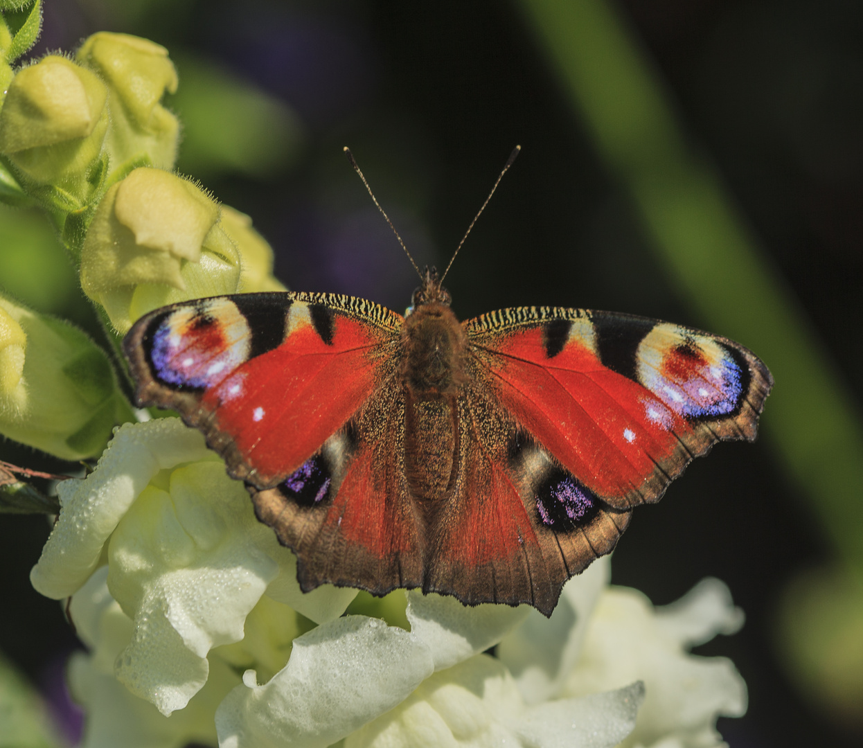 Schmetterling