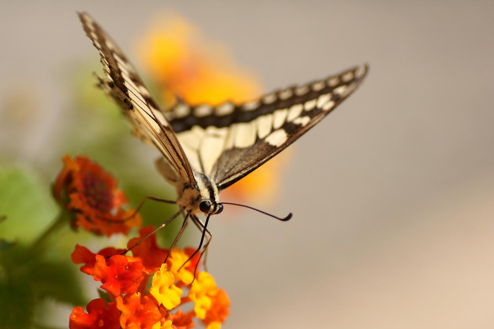 Schmetterling