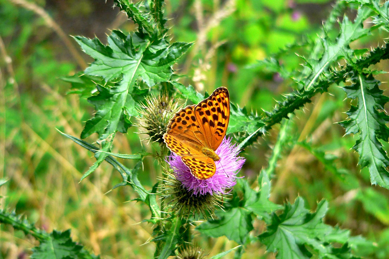 Schmetterling