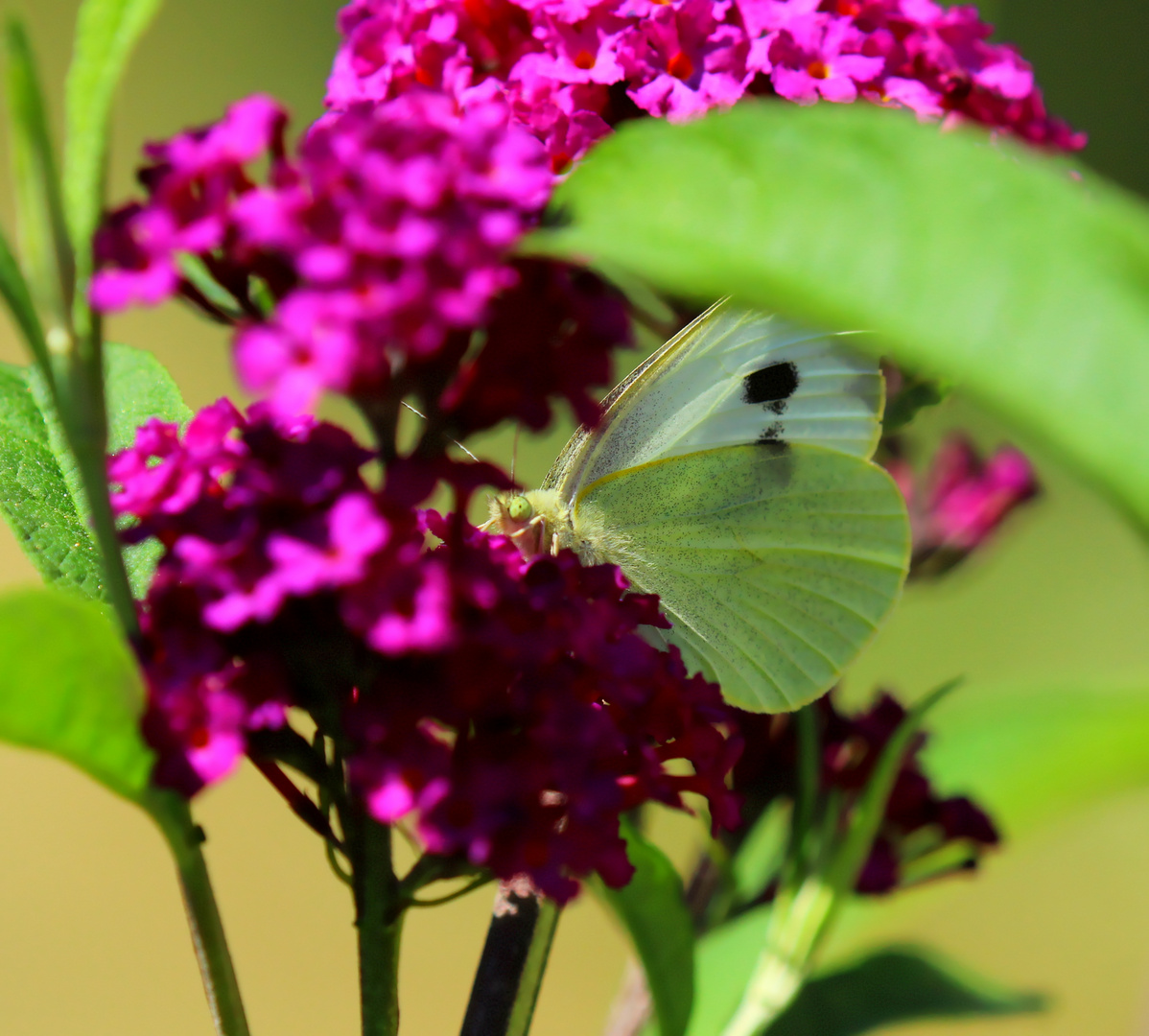 Schmetterling