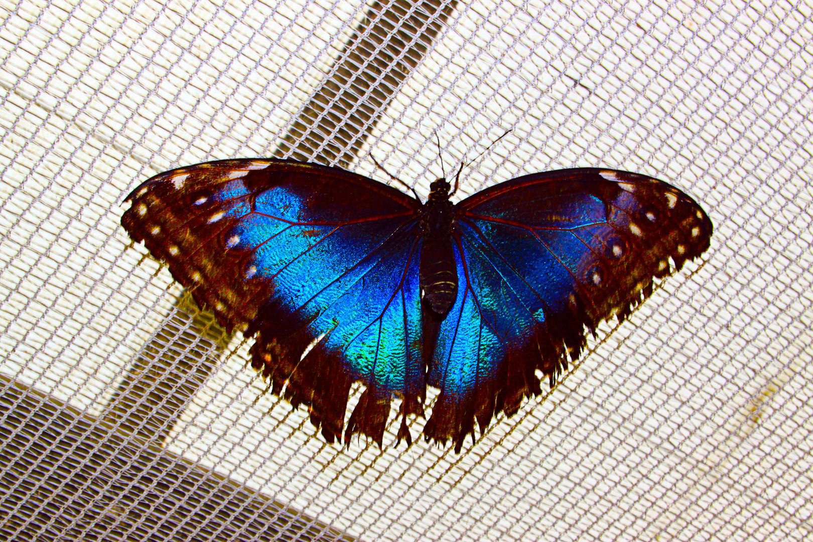 Schmetterling