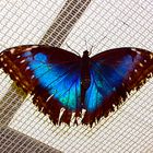 Schmetterling