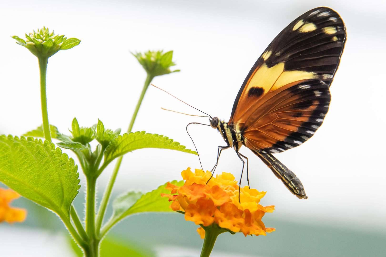 Schmetterling