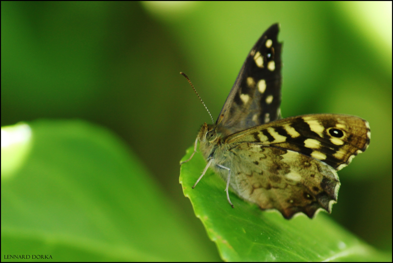 Schmetterling