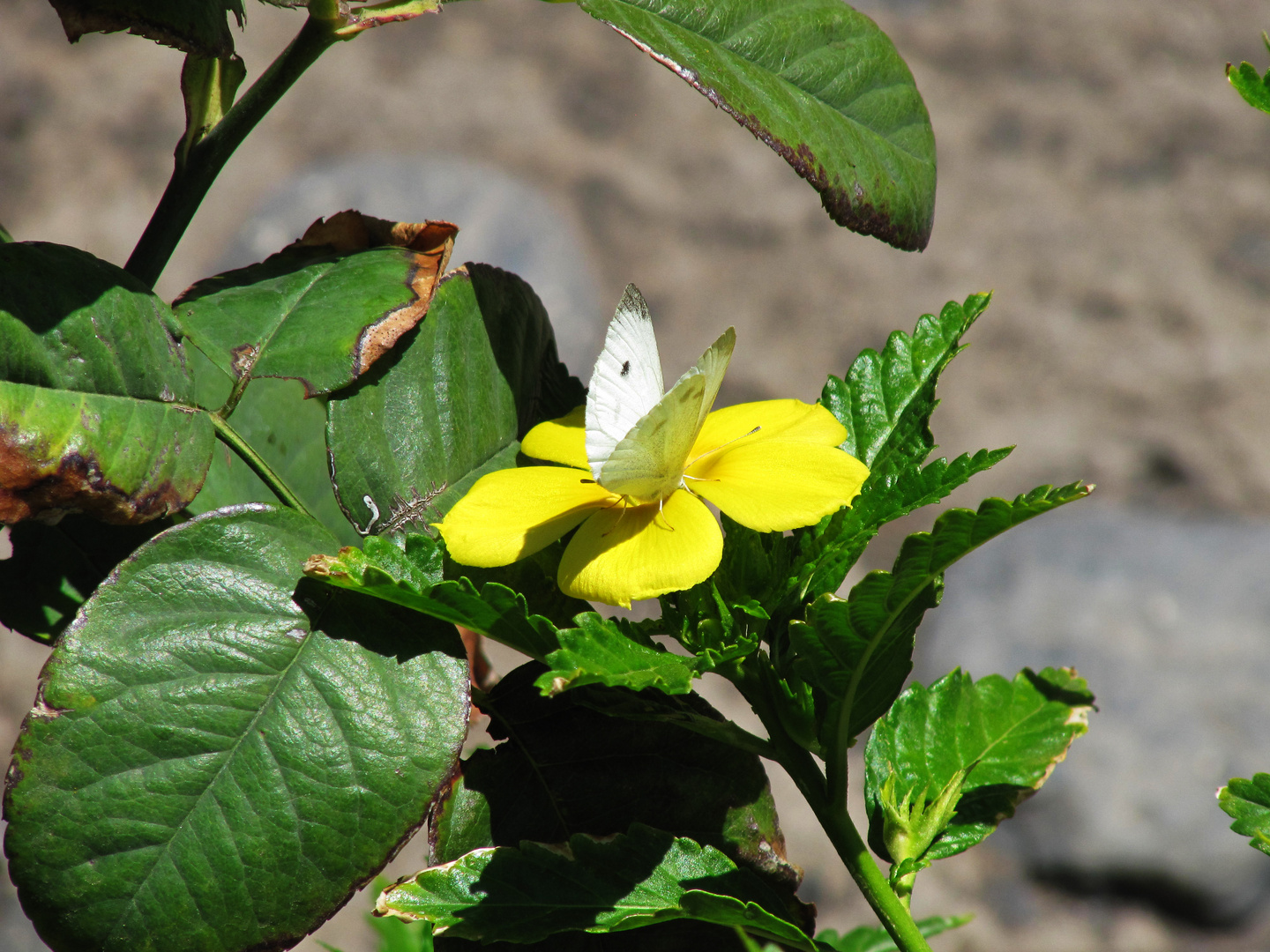 Schmetterling