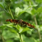 Schmetterling