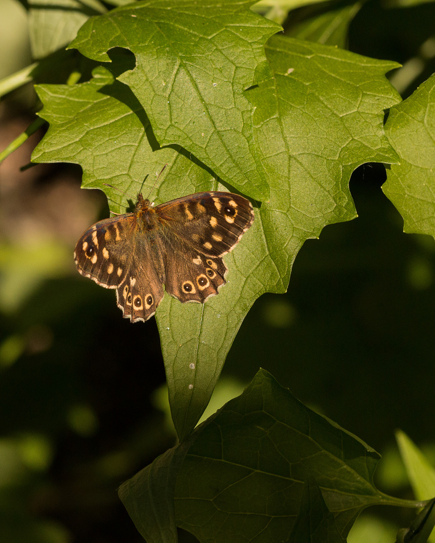 Schmetterling