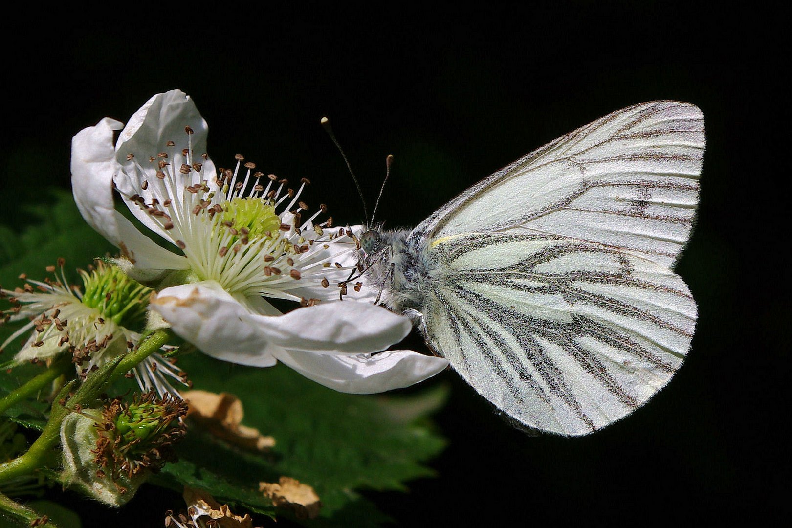 Schmetterling