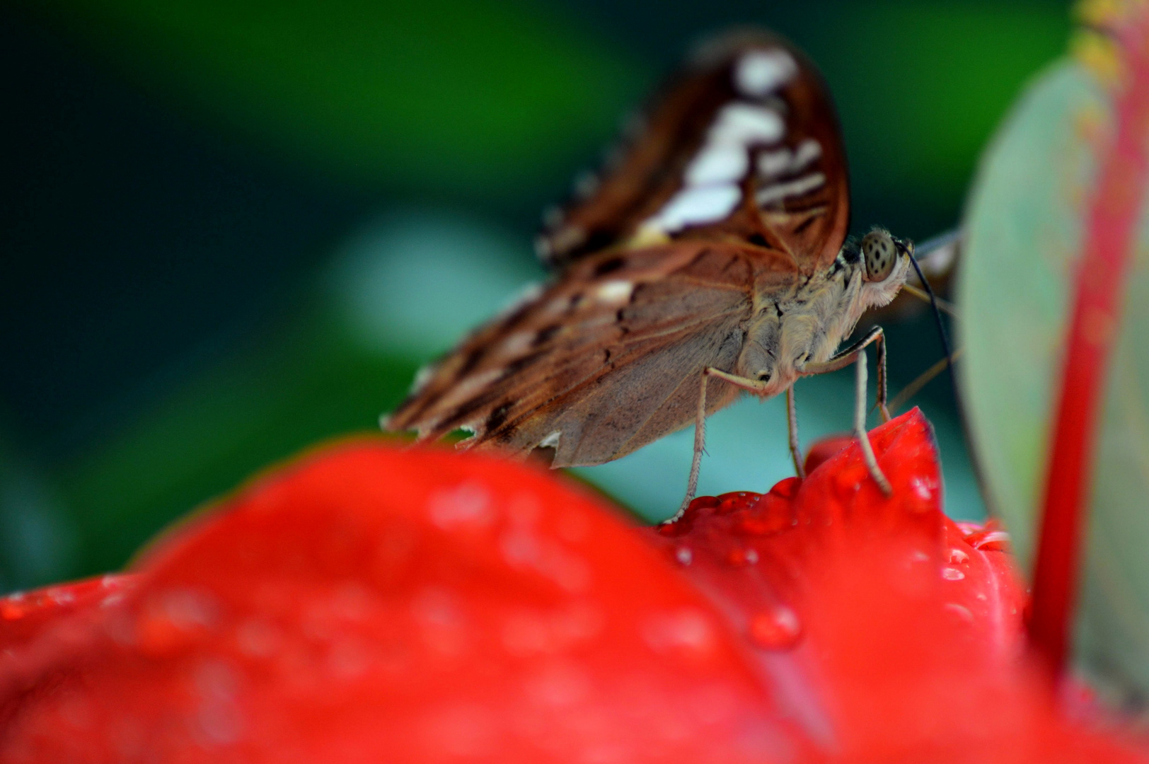 Schmetterling