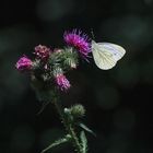 Schmetterling