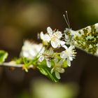 Schmetterling