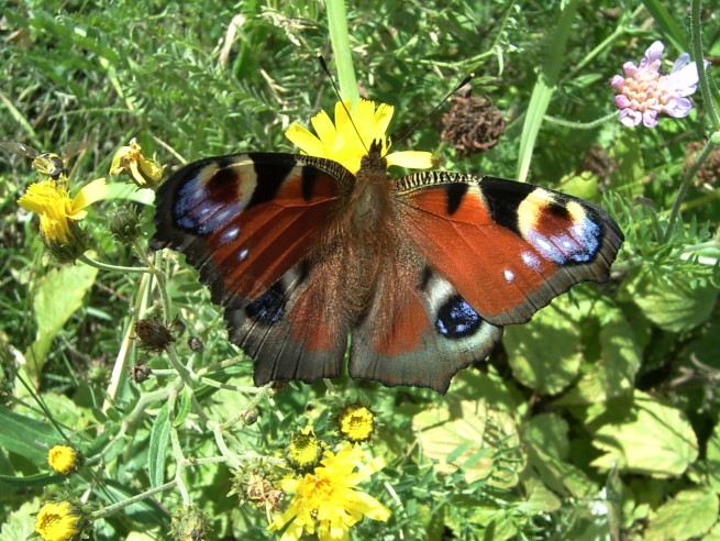 Schmetterling