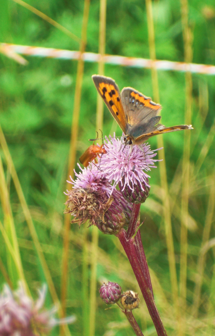 schmetterling