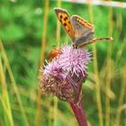 schmetterling