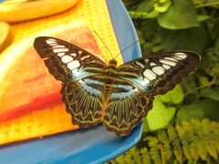 Schmetterling (EGA Park Erfurt)