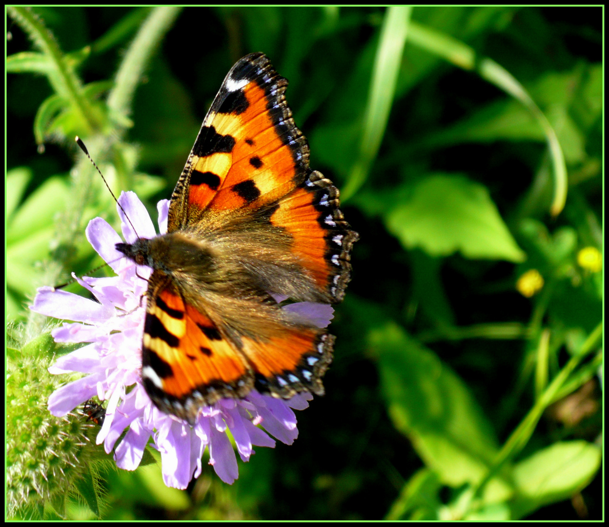 Schmetterling, ein hübscher oder ?