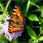 Schmetterling, ein hübscher oder ?