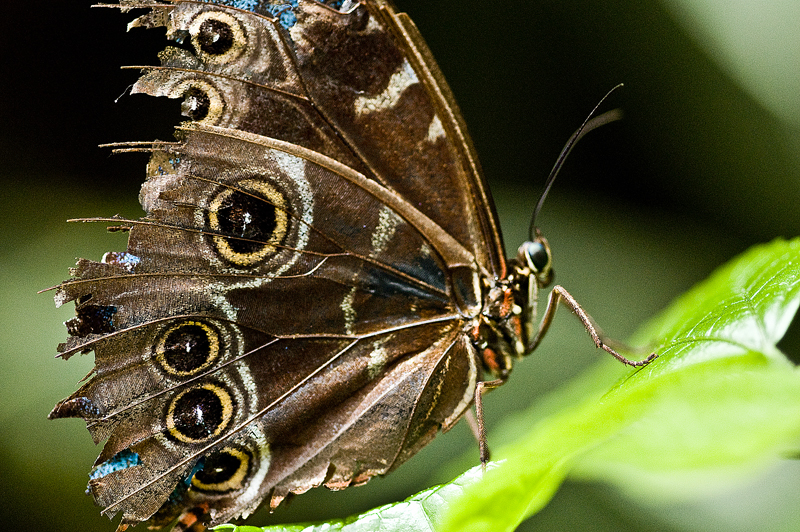 Schmetterling - ein Macro-Bild-Versuch