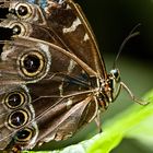 Schmetterling - ein Macro-Bild-Versuch