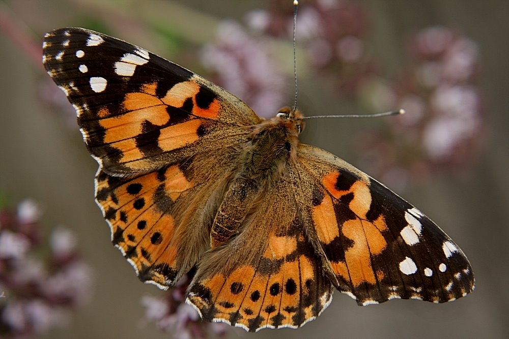 Schmetterling - ein Versuch