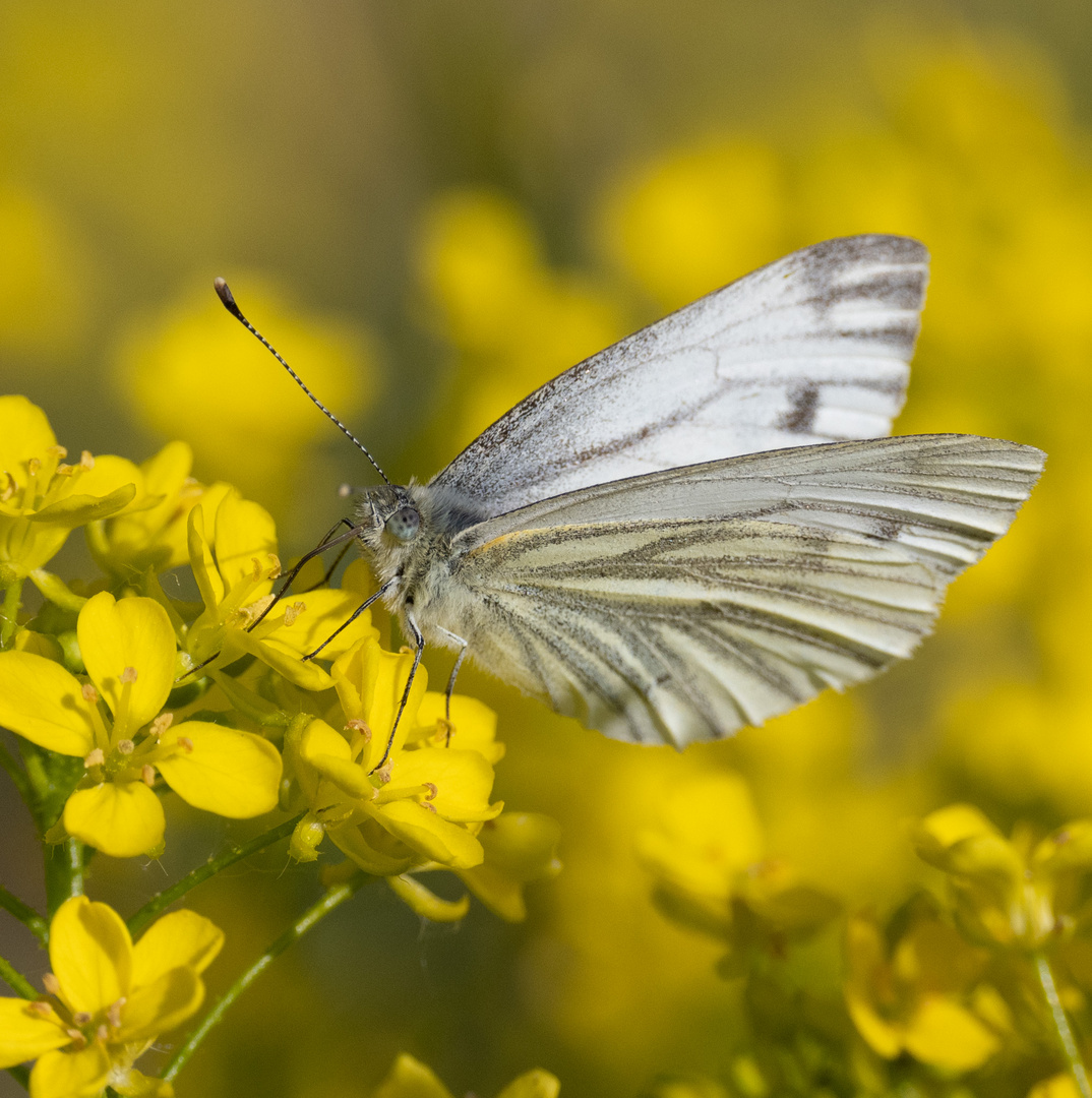 Schmetterling Einhorn