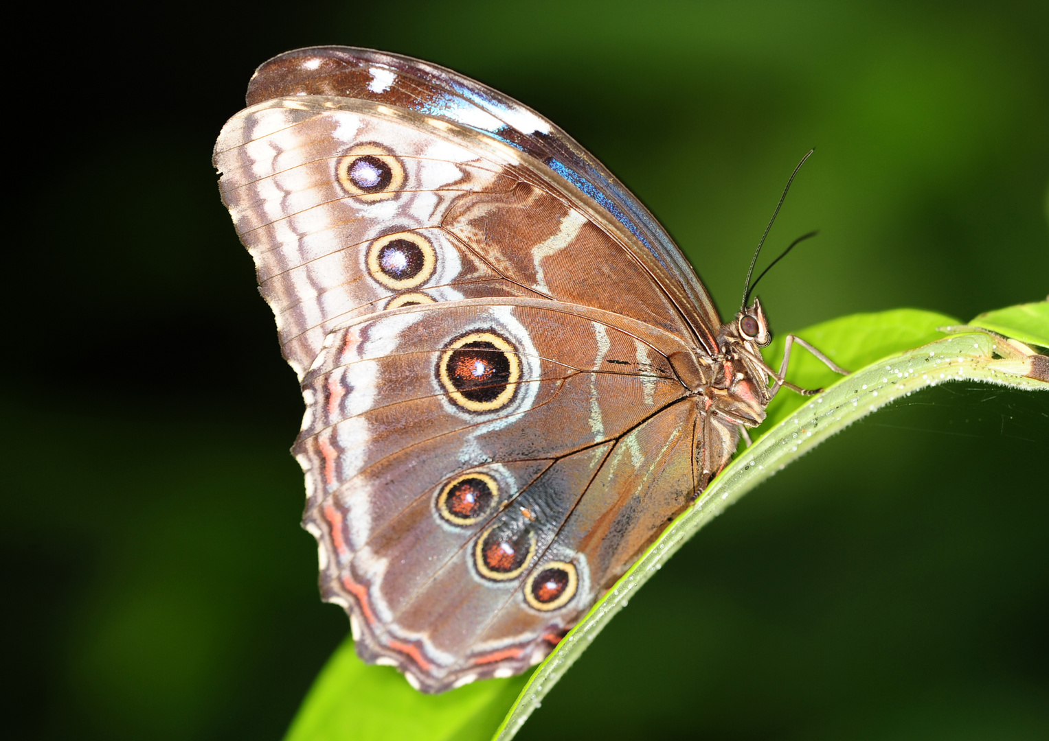 Schmetterling einmal noch