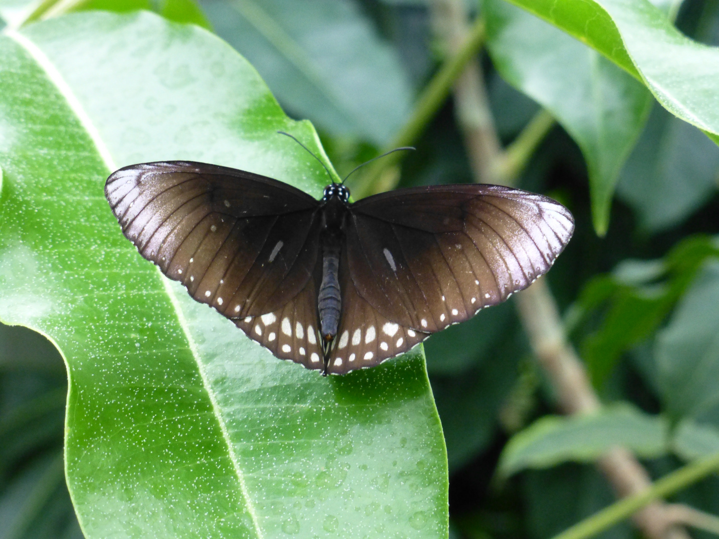 Schmetterling , Emmen 2