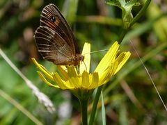 Schmetterling- Erebia aethiops- genießt die Sonne