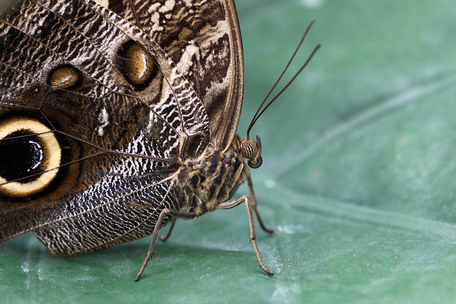 Schmetterling, Erfurt (2/3)