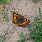 Schmetterling erhascht