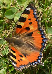 Schmetterling erwischt