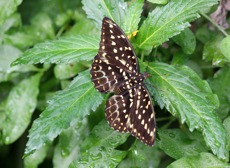 Schmetterling Erzherzog - Lexias Pardalis -