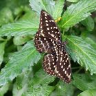 Schmetterling Erzherzog - Lexias Pardalis -