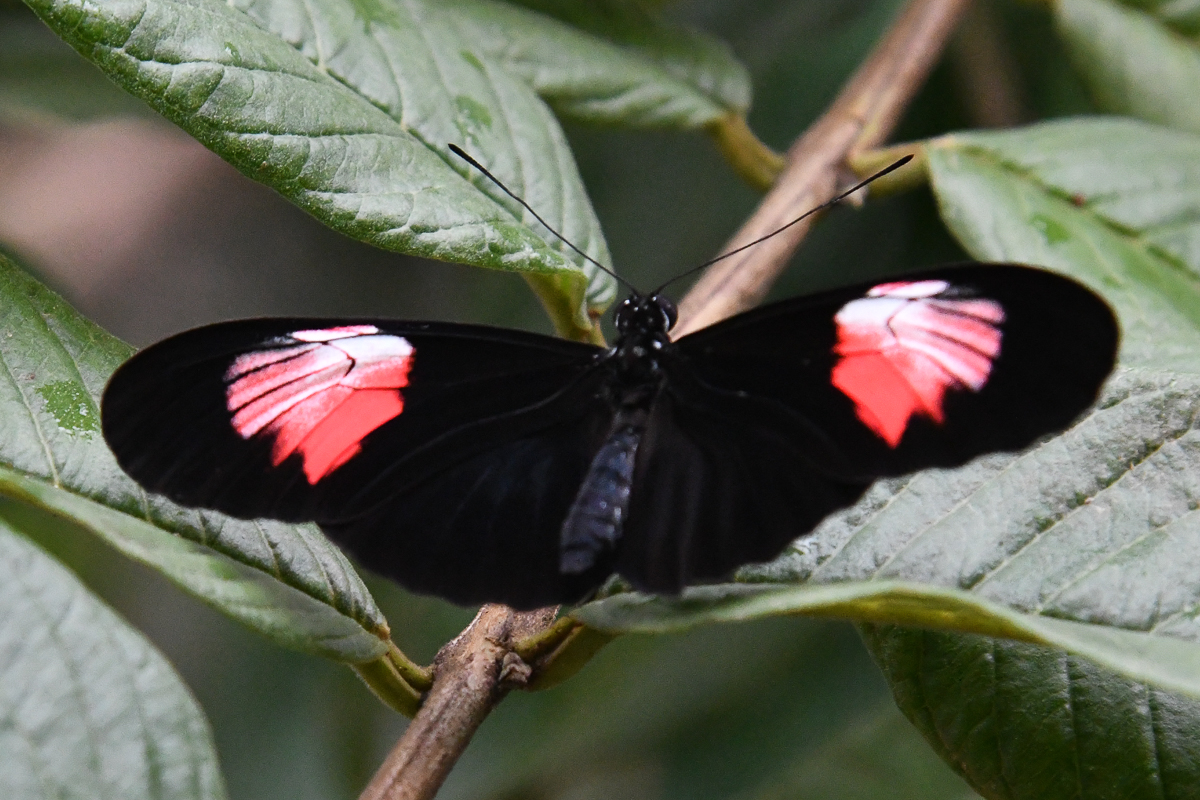 Schmetterling  Espaces Botaniques Sart Tilman  (B)