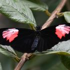 Schmetterling  Espaces Botaniques Sart Tilman  (B)