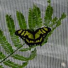 Schmetterling- Espaces Botaniques Sart Tilman (B)