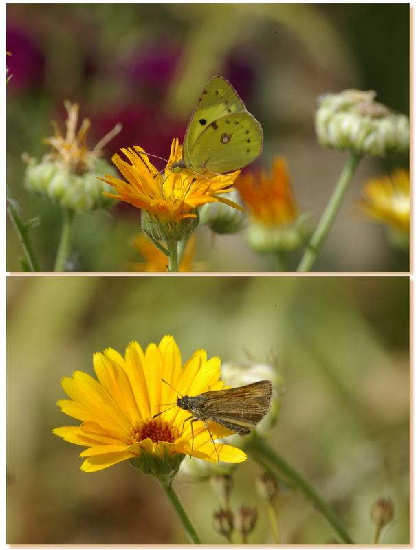 Schmetterling