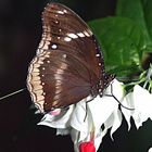 Schmetterling