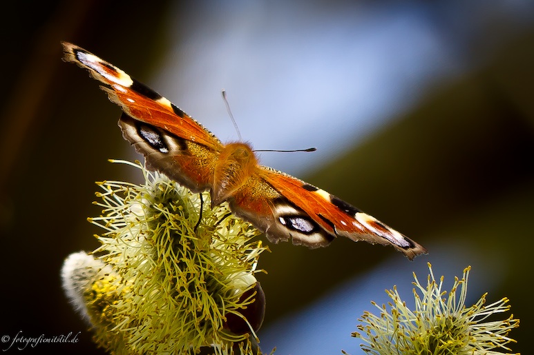 Schmetterling