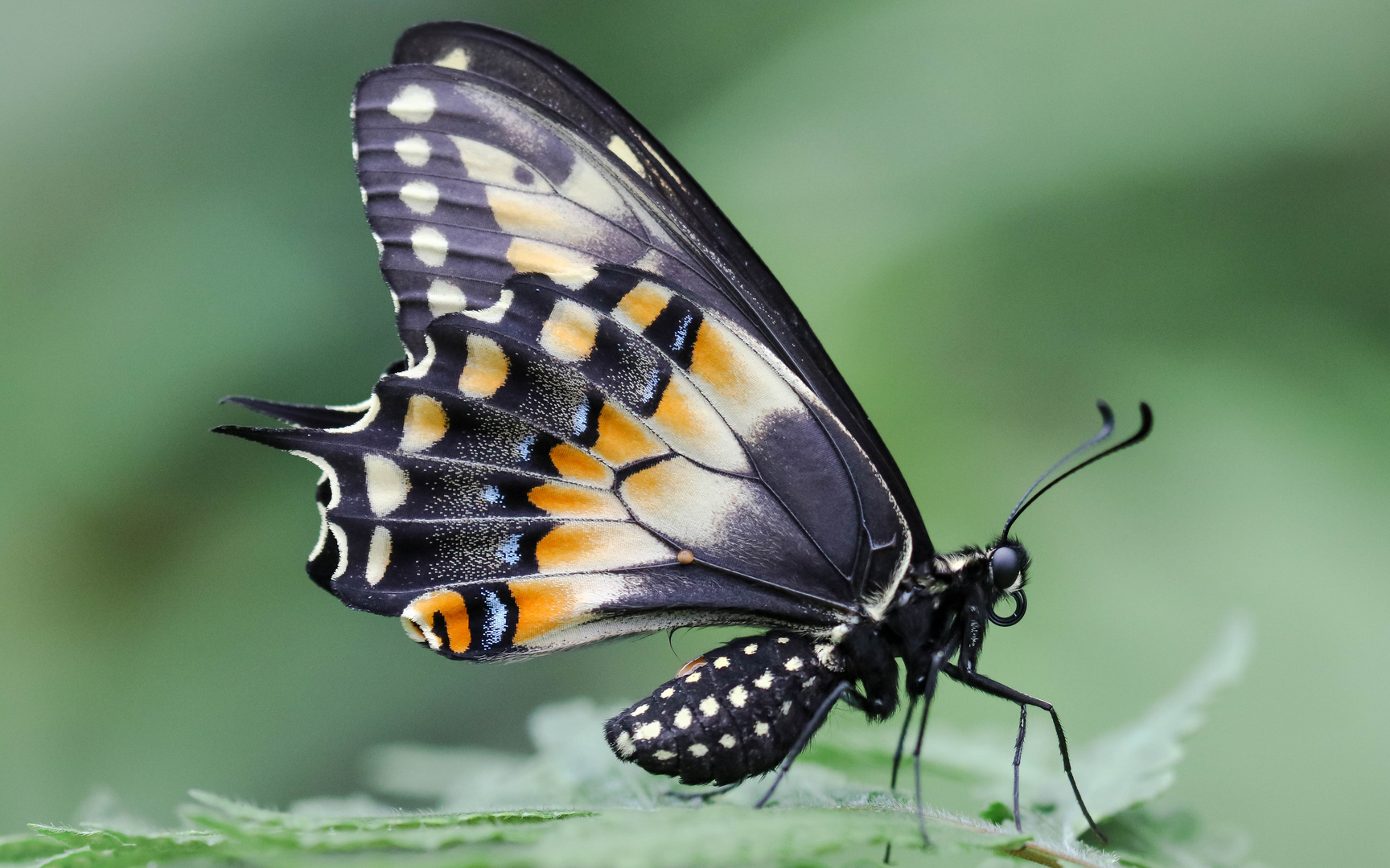 Schmetterling 