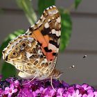 Schmetterling 