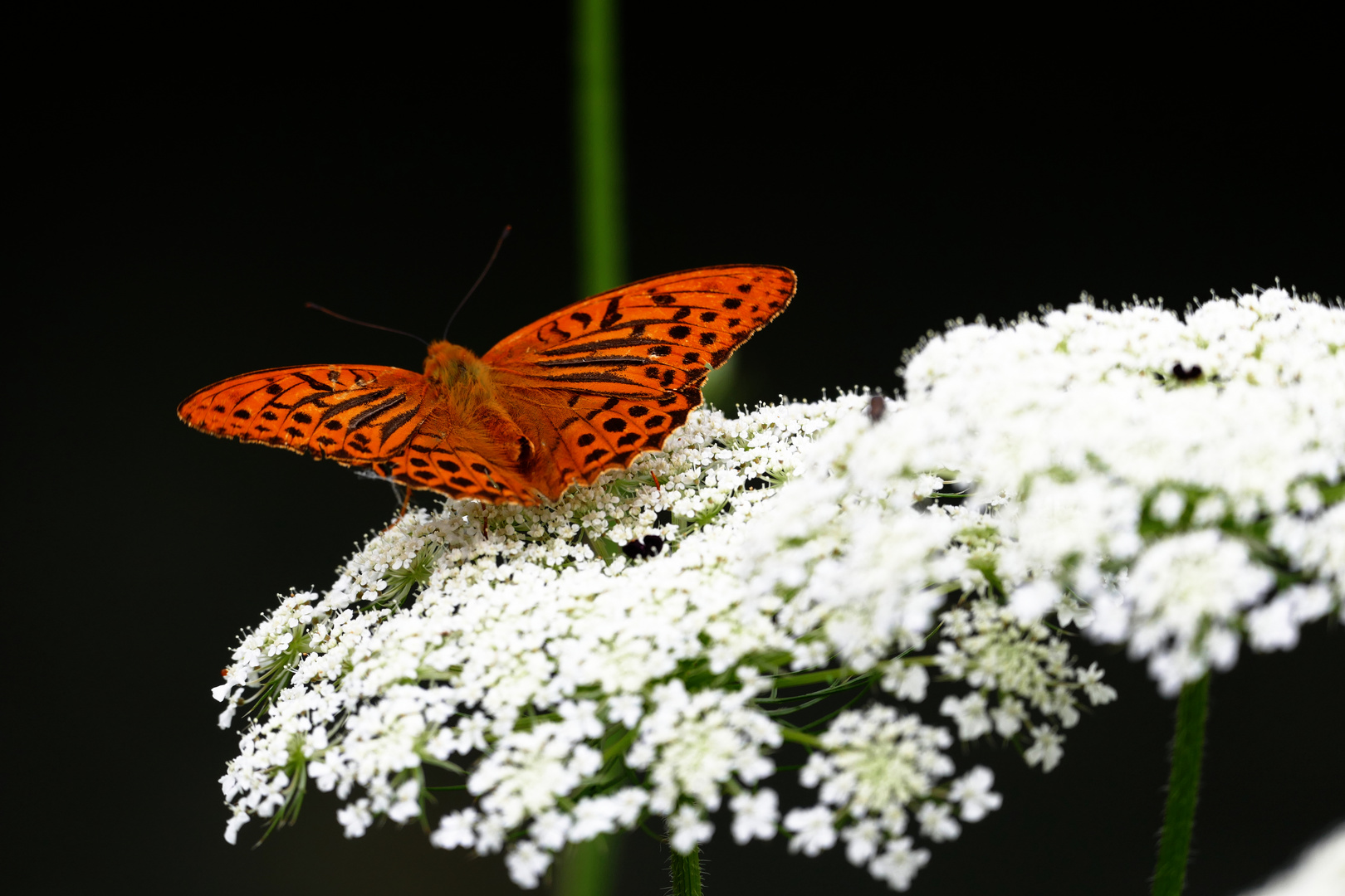 Schmetterling