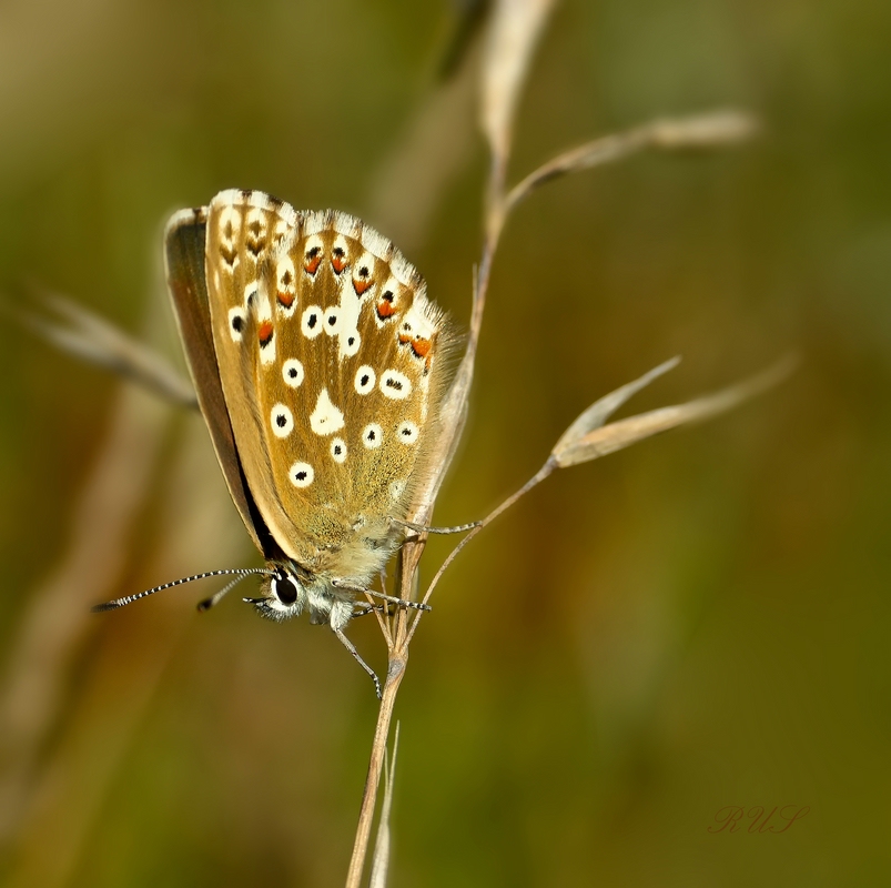 Schmetterling