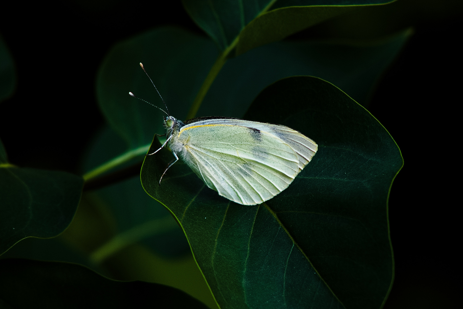 Schmetterling