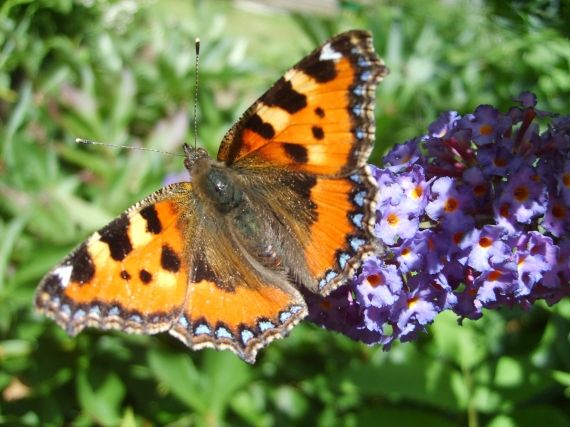 Schmetterling